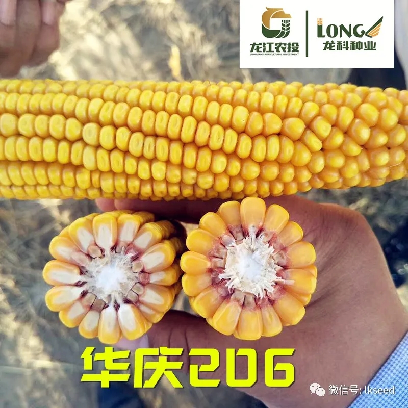 1590050119225764.jpg 640.webp (1).jpg